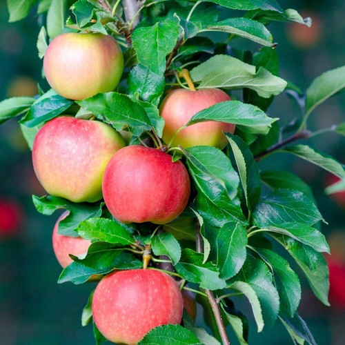 Apple plant gala - gala, fruit