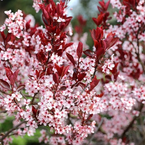 Nigra flowering cherry - flowering,