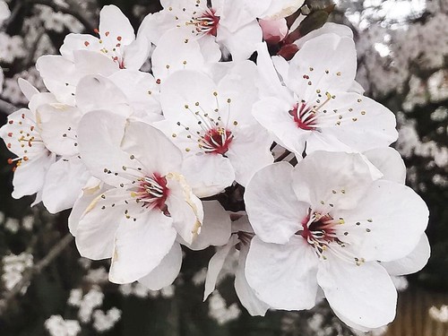 Prunus cerasifera cherry - prunus,