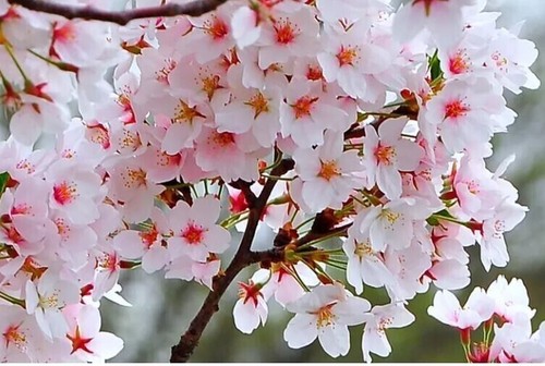 Fuji cherry blossom - fuji, tree