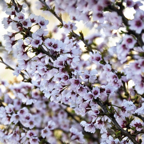 Cherry blossom tree - cherry, garden