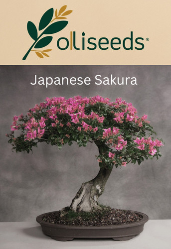 Japanese sakura cherry blossom - sakura,