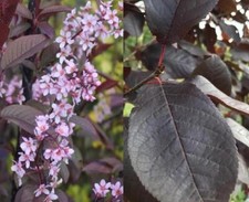 Prunus Padus Colorata Purple