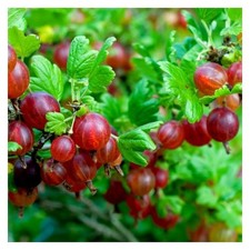 Gooseberry 'Hinnonmaki Red'