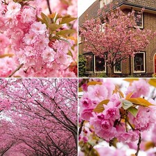 Flowering Cherry Blossom Tree