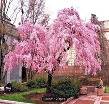 120pcs seeds GARDEN Japanese