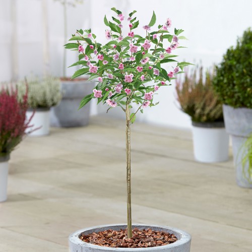 Prunus kanzan double pink - kanzan,