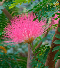 Caliandra Suurinamensis Powder