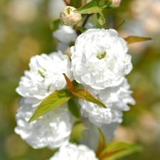 Prunus Alba Plena Plant -