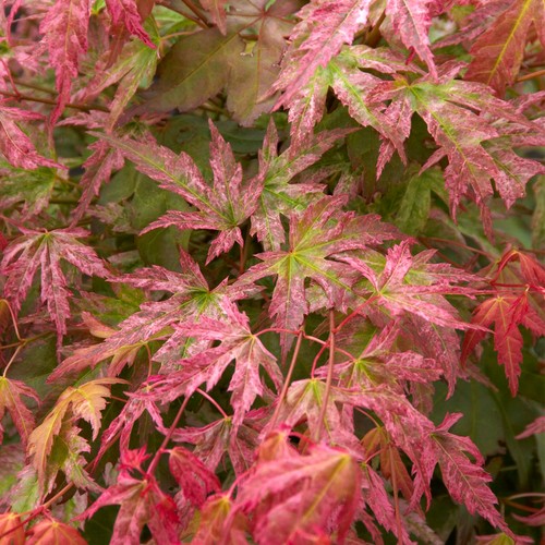 Acer palmatum phoenix - acer,