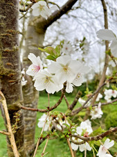 Prunus Snow Goose White