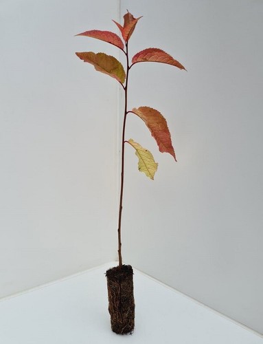 Cherry trees prunus - , padus