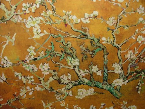Japanese cherry blossom tree - cherry,