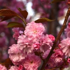 Cherry Blossom Tree Plant