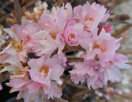 Patio prunus autumnalis - autumnalis, rosea