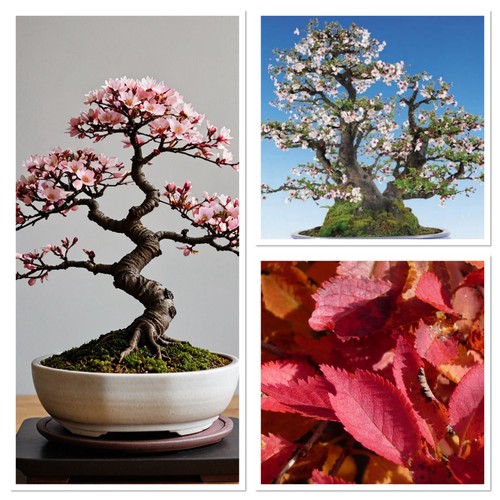 Mini cherry blossom starter - cherry,